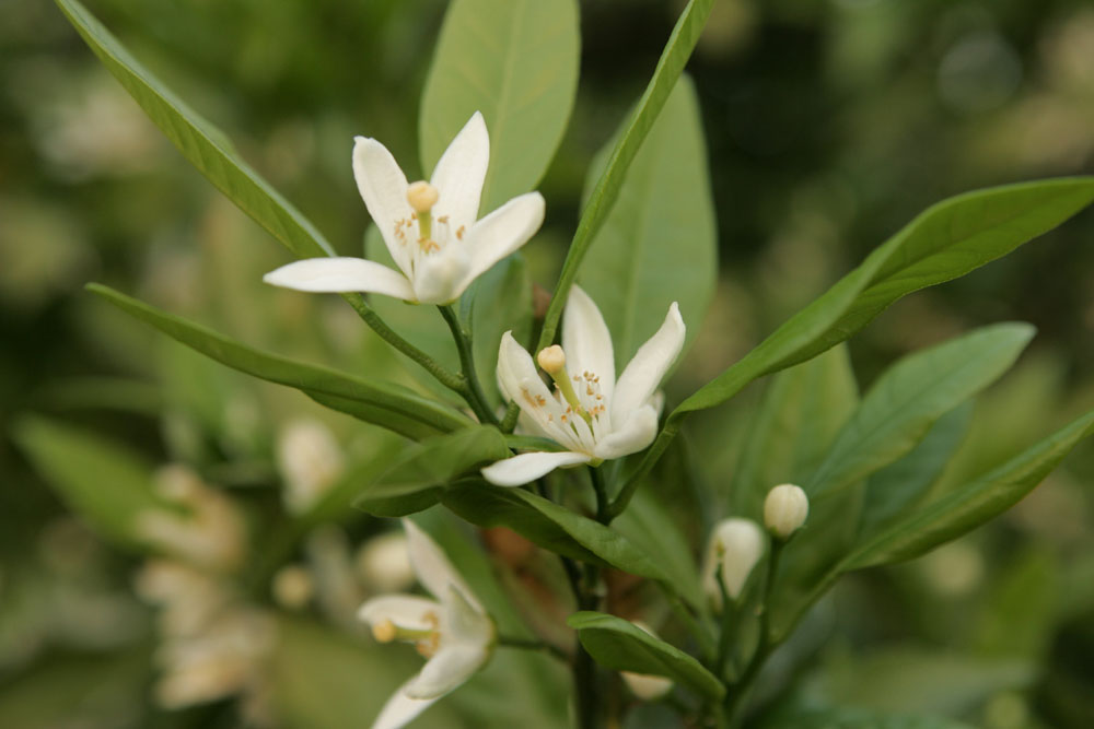 みかんの生産量 みかん生産量を左右する 隔年結果 を知ろう 三ヶ日みかんの通販 お取り寄せならjaみっかび公式オンラインショップ
