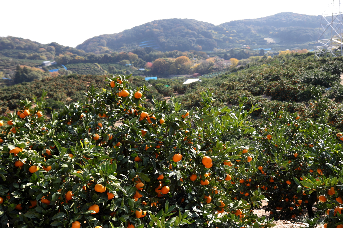 みかんの木はどう育つ みかんの寿命や一生を知ろう みっかびブログ 三ヶ日みかんの通販 お取り寄せならjaみっかび公式オンラインショップ みかんの木はどう育つ みかんの寿命や一生を知ろう みっかびブログ 三ヶ日みかんの通販 お取り寄せならjaみっかび公式オンラインショップ